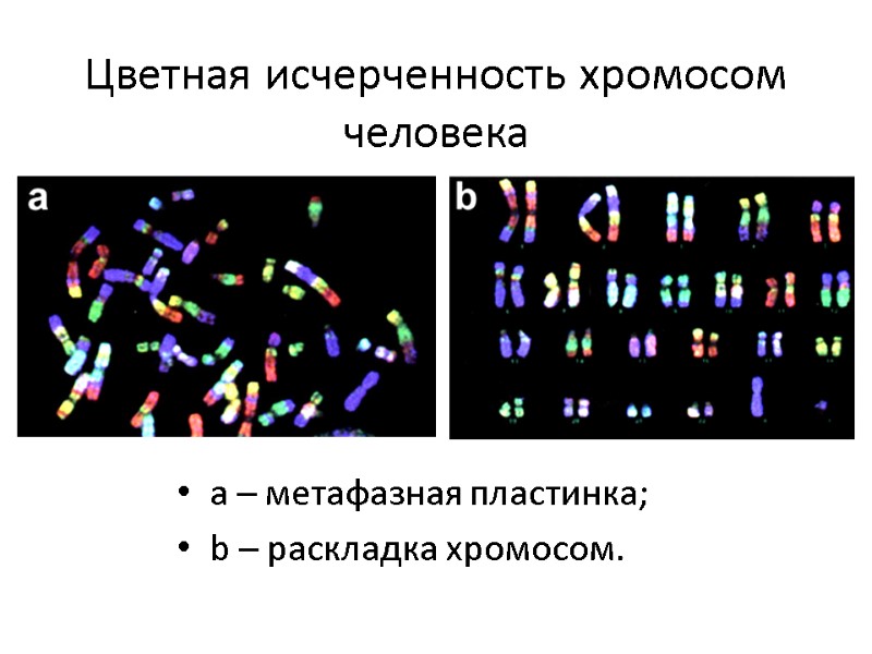 Цветная исчерченность хромосом человека  a – метафазная пластинка;  b – pаскладка хромосом.